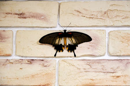 Bright papilio lowi butterfly on the brick wall in the room. Animals and insects backgroundsの写真素材