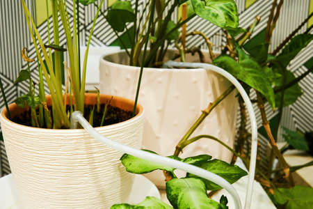 Irrigation of indoor plants with automatic drip irrigation system. Caring for house flowers and...
