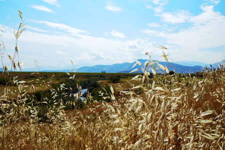 Landscape with ears of oats against the backdrop of mountains and fields. Beautiful nature...