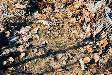 An iron rake cleans the autumn foliage on the ground in the backyard. Gardening and cleaning backgroundsの写真素材