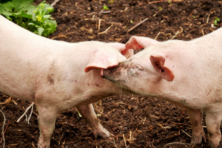 Two cute pigs show love and care. Valentines day conceptの写真素材
