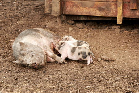 Small pig feeding piglets on the ground. Domestic animals and farmingの写真素材
