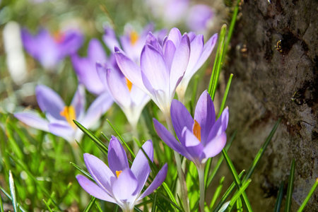 Small tiny spring purple crocus flowers in the grass close to the stone. Seasonal plants and herbs backgroundsの写真素材