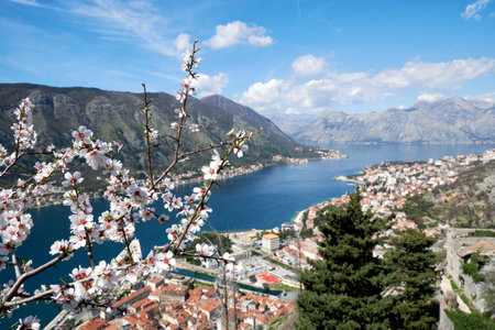Blossom branch with almond flowers with a Kotor bay with sea water and city and mountains. Beauty Montenegro travel placesの写真素材
