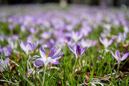 Wide spring meadow with a fresh purple crocus flowers in the lush green grass. Seasonal plants and herbs backgroundsの写真素材
