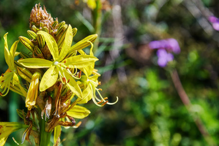 Blossom yellow asphodel flower on the meadow with blurred background. Abstract nature and herbal backgroundsの写真素材
