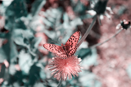 Spotted pink butterfly on a lonely green flower on the meadow. Animals and insects in the wild