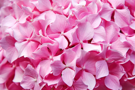 Macro view of gentle pink hydrangea flowers and petals. Herbs and flowers background texturesの写真素材