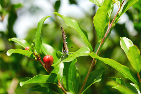 Small butterfly on the orange sunlit pomegranate flowers in the wild forest. European herbs and plantsの写真素材