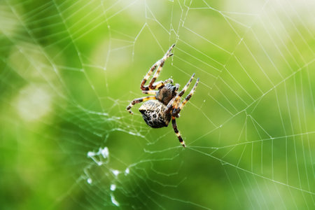 Big araneus cross spider crawling on the web in the forest. Green foliage background. Wild animals themeの写真素材