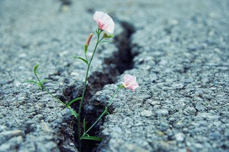 Tiny pink flower growth through the crack in old asphalt road. Conceptual image of nature strengthの写真素材