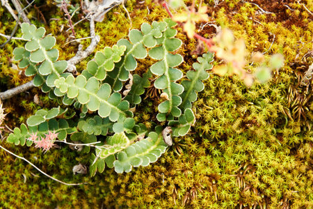 Asplenium plant growth on the moss. Wild nature backgrounds
