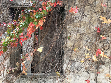 An old wall and a window overgrown with autumn red leaves and branches. Abstract nature and urban...