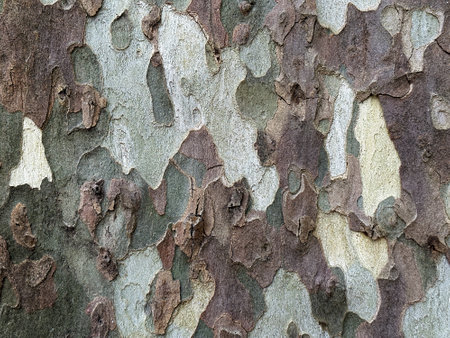 Detailed texture of brown and gray sycamore tree bark. Spotted trunk surface. Abstract nature backgroundsの写真素材