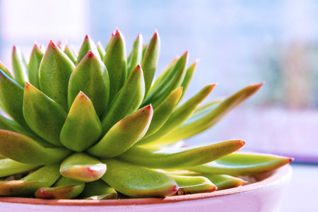 Fresh sunlit green succulent flower in the pink pot. Gardening and house plantsの写真素材