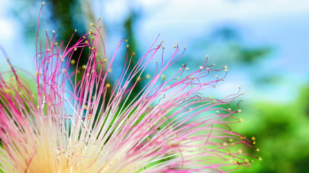 Close-up of a Calliandra flower, showcasing its unique and delicate structure. Wild nature herbals backgroundsの写真素材