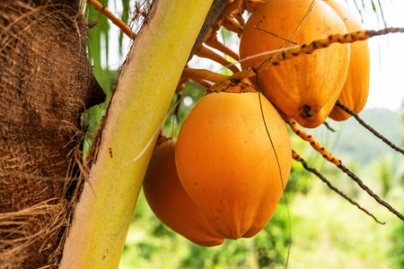 Cluster of vibrant golden coconuts hangs from a palm tree. Abstract fruits and nature backgroundsの写真素材