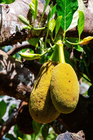 A close-up of two vibrant yellow jackfruits hanging from a tree branch. Fruits and plants theme
