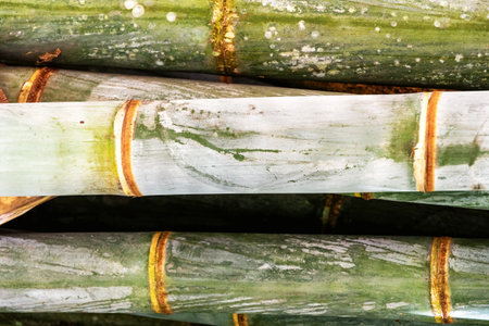 Close-up of green bamboo stalks with visible joints and texture. Abstract tropical backgrounds