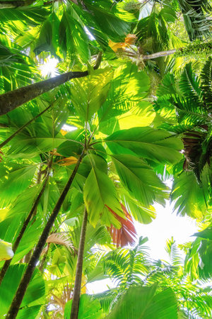 view upwards through a dense canopy of lush green palm trees in a tropical rainforest. Sunlight...