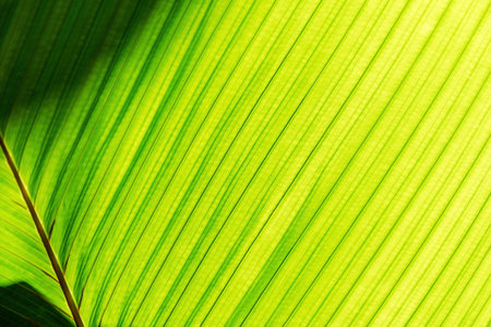 A close-up shot of a green leaf with a diagonal pattern. The texture and vibrant color make it a...