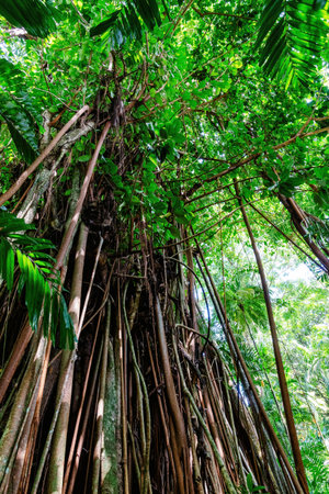 Long tropical jungle trees with a long roots and green leaves. Sunlight filters through the leaves,...