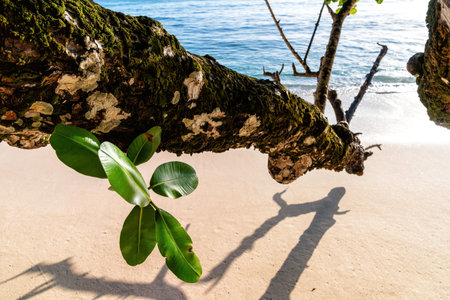 A tree branch with green leaves hangs over a beautiful sandy beach. The branch casts a long shadow...