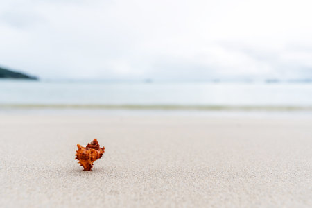 A single seashell sits on a sandy beach. The ocean is blurred in the background.