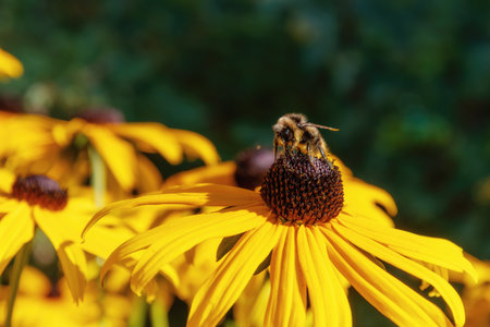 A bumble bee gathers pollen from a yellow flower bud. The bee is surrounded by petals and the...