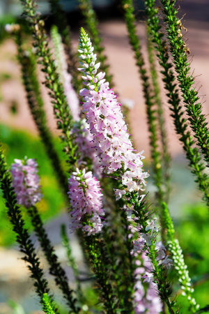 Long pink veronica flower spikes blooming in the garden. The flowers are delicate and fragile, and...