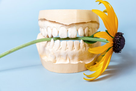 Clay dental jaw model with white teeth bites down on a yellow flower with a green stem. Orthodontic service templateの写真素材