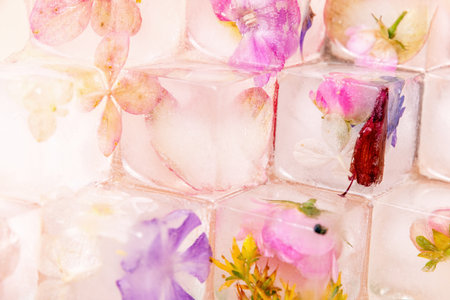 Fresh pink and purple flowers frozen inside ice cubes. Ice pyramids adds a cool and refreshing...