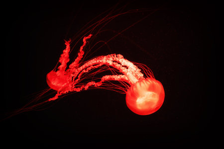 A red jellyfish with long tentacles floats in dark water. Its body is glowing in the darkの写真素材