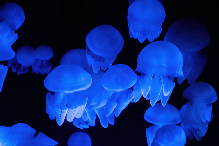 Several glowing blue jellyfish swim gracefully through an aquarium. Their translucent bodies...