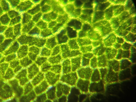 Microscopic view of green leaf cells, showcasing their structure and pattern. The image reveals the details of fundamental building blocks of lifeの写真素材