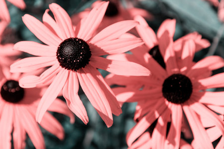 Close-up view of several coral-colored Black-Eyed Susan flowers, showcasing their delicate petals and dark centersの写真素材