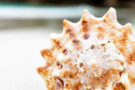 Detailed close-up shot of a star-shaped seashell, showcasing its intricate texture and warm color...