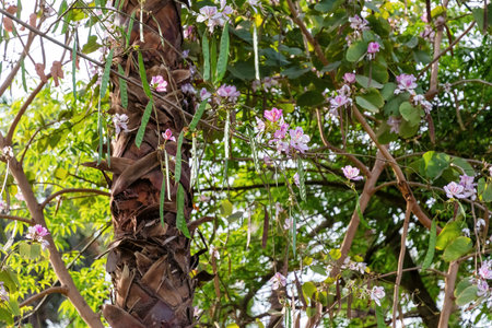 Blooming Bauhinia tree with pink blossoms and hanging seed pods against a blurred natural...