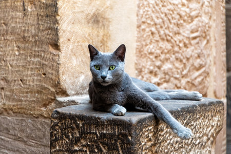 Beautiful grey cat with striking green eyes lounges comfortably on a textured stone surface. Relaxed posture and the rough texture of the stoneの写真素材
