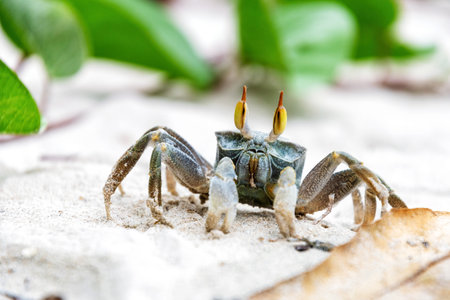 Close-up shot of a small sand crab standing on a white sandy beach, facing the camera with its eye stalks raisedの写真素材