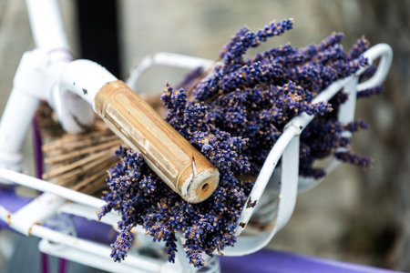 Close up of a bicycle basket filled with fresh lavender and a wooden handle. The lavender blossoms provide a vibrant contrastの写真素材