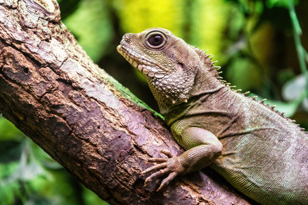 Close-up portrait of a forest lizard dragon resting on a tree branch. The reptile has textured skin and vibrant eyeの写真素材