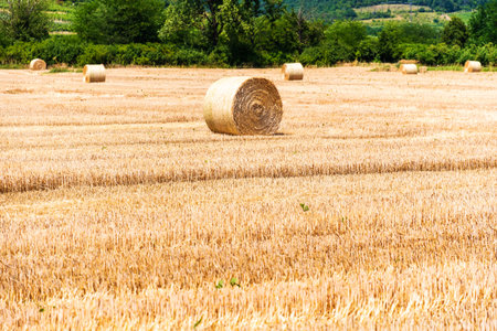 Rolling golden hay bales dot a freshly harvested field in the summer sun. This idyllic rural scene...