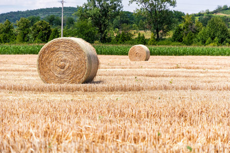 Two large hay bales sit in a sun-drenched golden field after harvest, promising sustenance for...