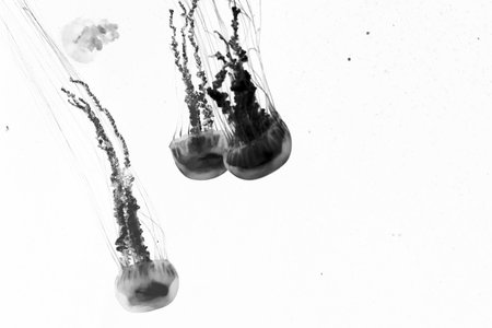 A monochrome image captures jellyfish gracefully floating in the water. The composition highlights ethereal beauty. Black and whiteの写真素材