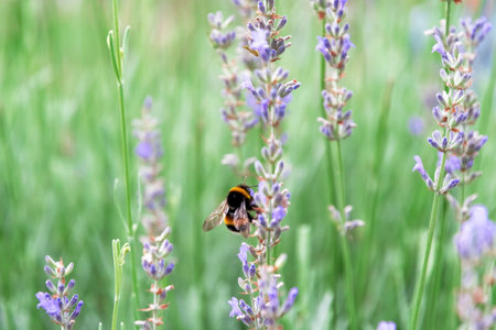 A bumblebee collects nectar from vibrant purple lavender flowers in a field