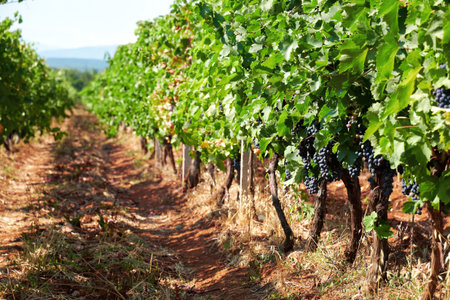 A scenic view down a row of grapevines in a vineyard, showcasing ripe, dark grapes ready for harvest. Captures the essence of viticultureの写真素材