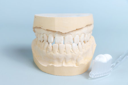 Dental jaw model showcasing healthy teeth, alongside a toothbrush with toothpaste. Essential for...