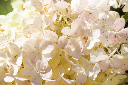 Close-up of delicate white and pink hydrangea flowers blooming in soft natural light. A beautiful...