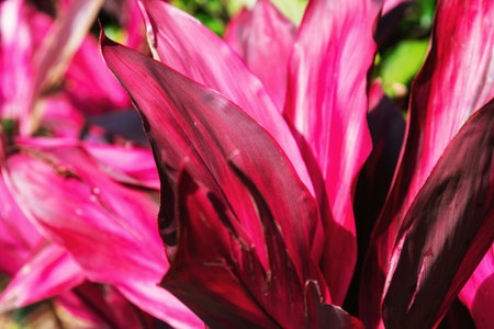 Vibrant magenta and purple tropical plant leaves with intricate textures illuminated by sunlight. A...